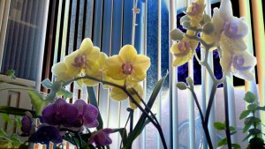 My Orchids